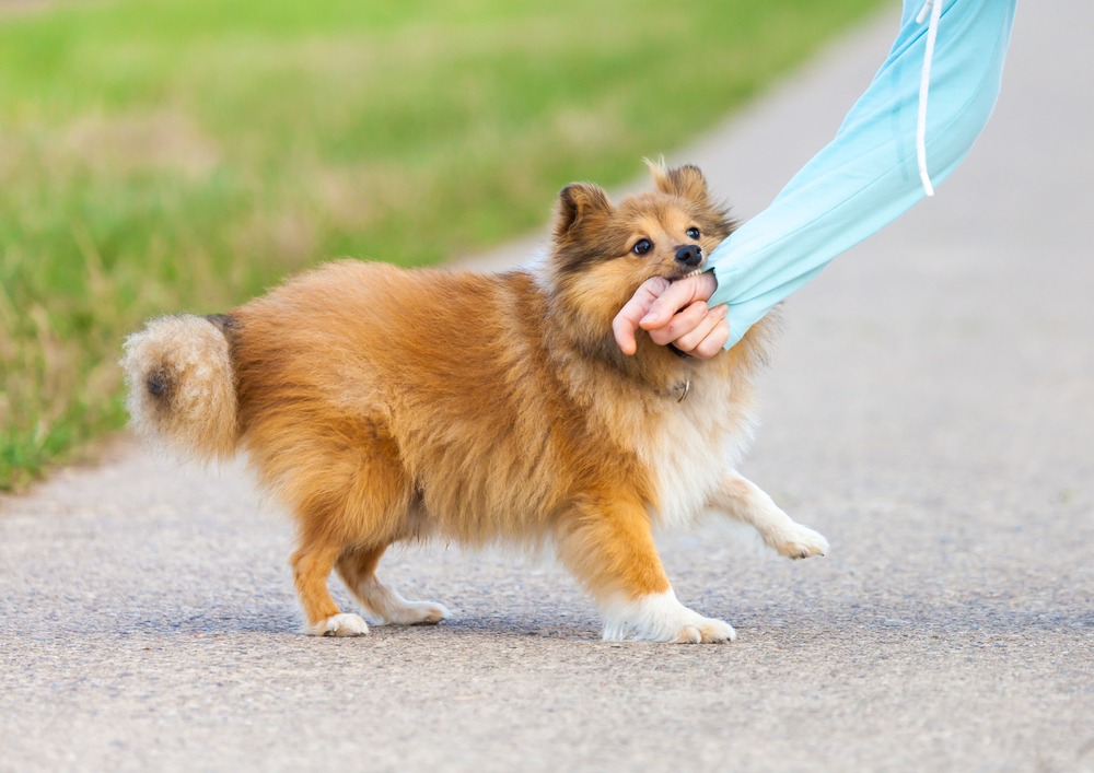 Do You Need a Tetanus Shot for a Dog Bite  : Crucial Advice