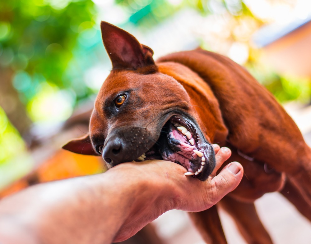 pittsburgh-scarring-lawyers-dog-bite-berger-and-green