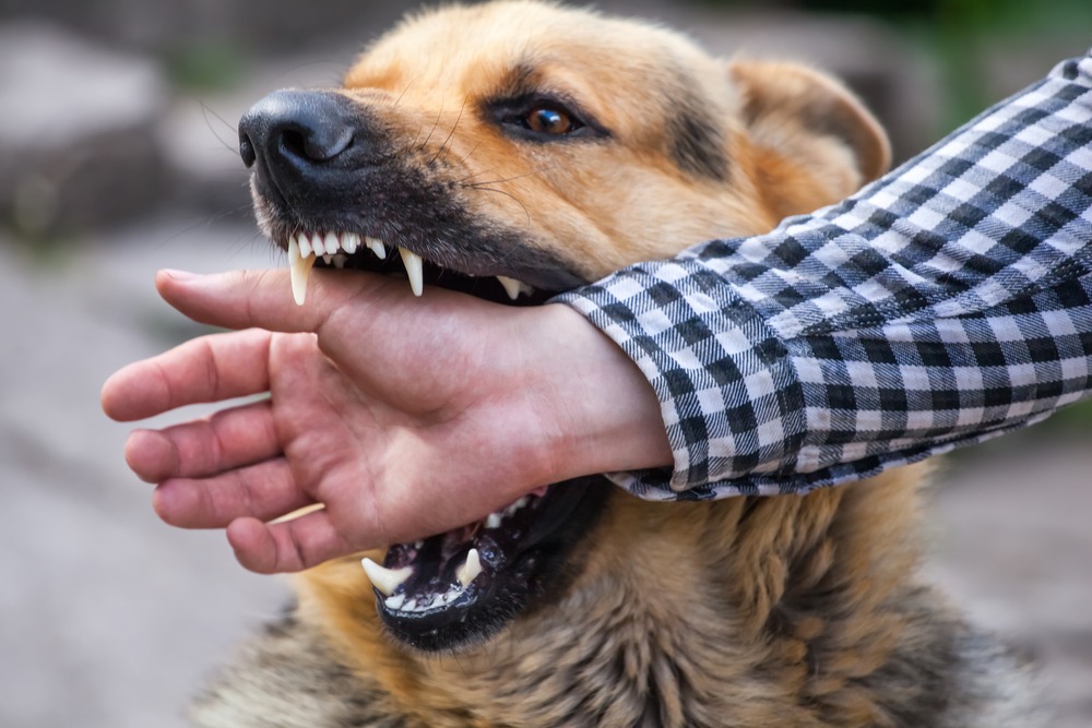 how to help a dog with lockjaw